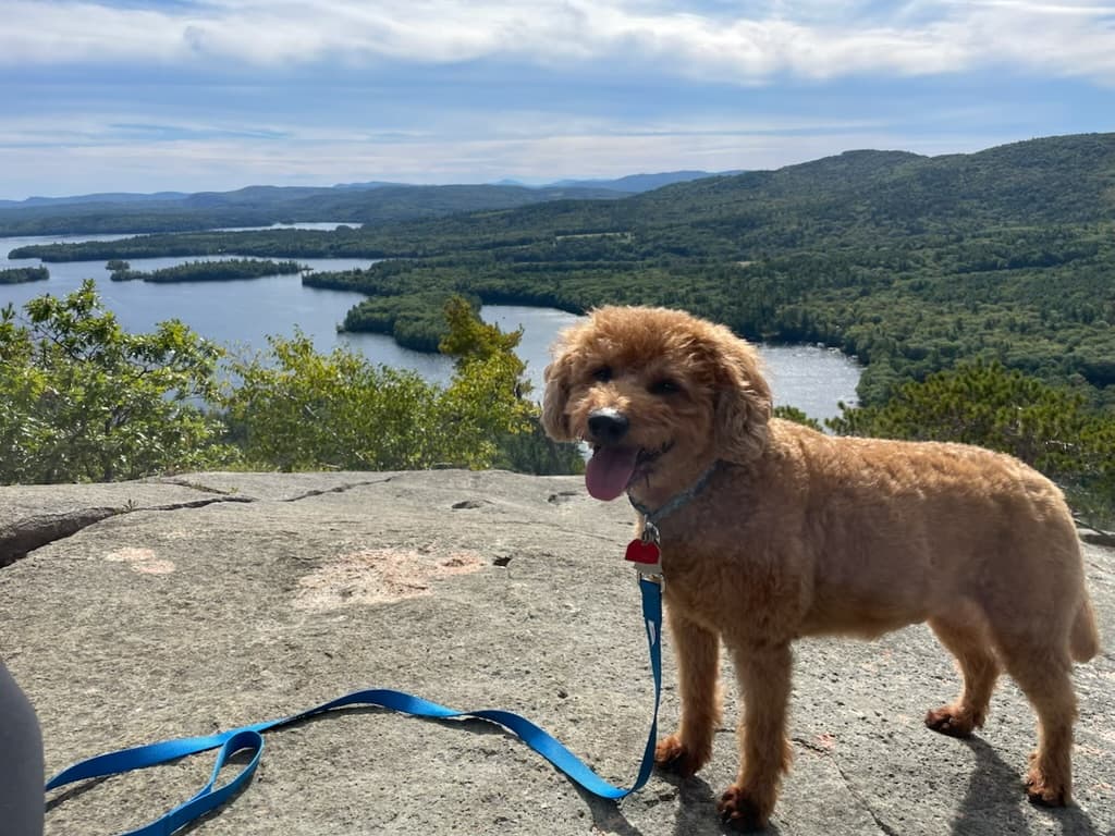 A curly-haired dog on a leash at a rocky summit above a lake